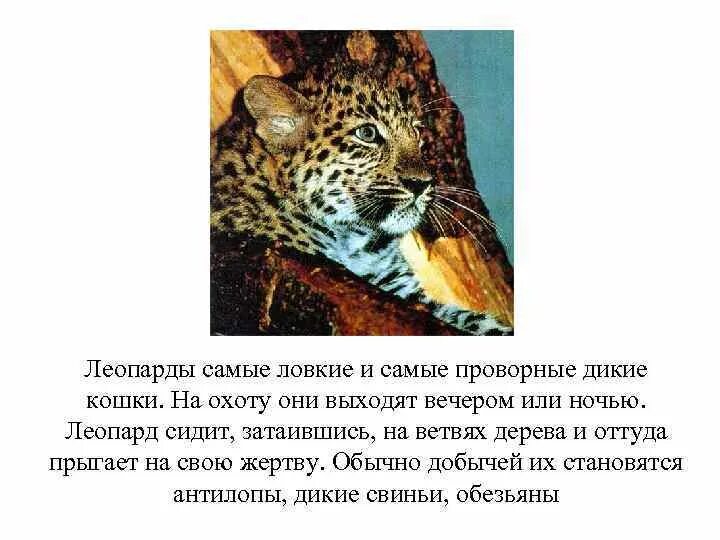 Как называется леопард внесенный в красную книгу. Рассказ о леопарде. леопард доклад. презентация на тему о леопардах. сообщение про леопардов.