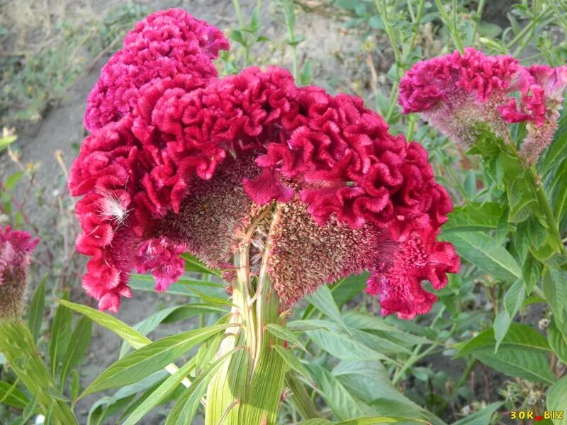 Эритрина петушиный гребень коралловое дерево. Целозия микс. Cristata. Цветок целозия петушиный гребешок. Целозия каракас.