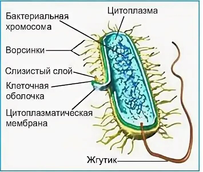 Микрокапсула бактерий строение. Строение и формы бактерий. Слизистый слой в бактериальной клетке. Слизистый слой бактерий