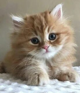 Пушистые котята