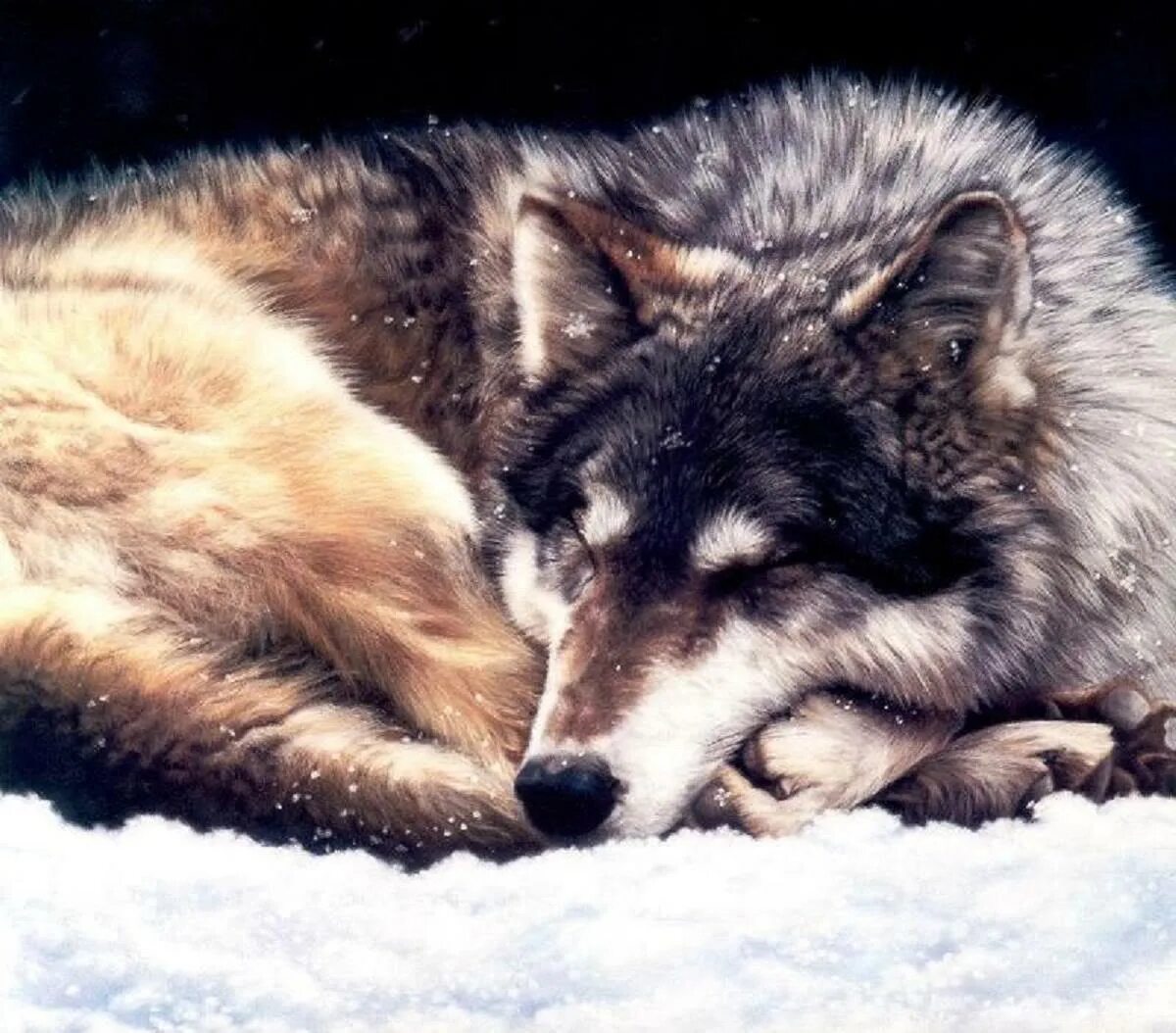 Волк спит. Волк стал добрым. Молодые волки. Что нравится ему подкармливать волков. Однажды один разумный человек стал подкармливать волков.