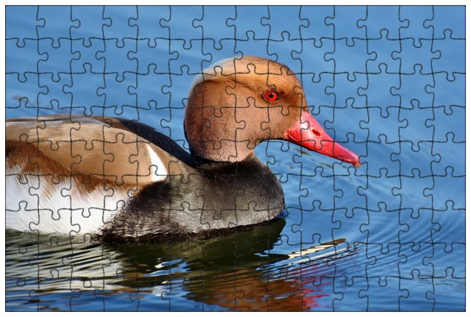 утка цвет. утка цвет. зеленая утка селезень. селезень утки. бурая кряква.