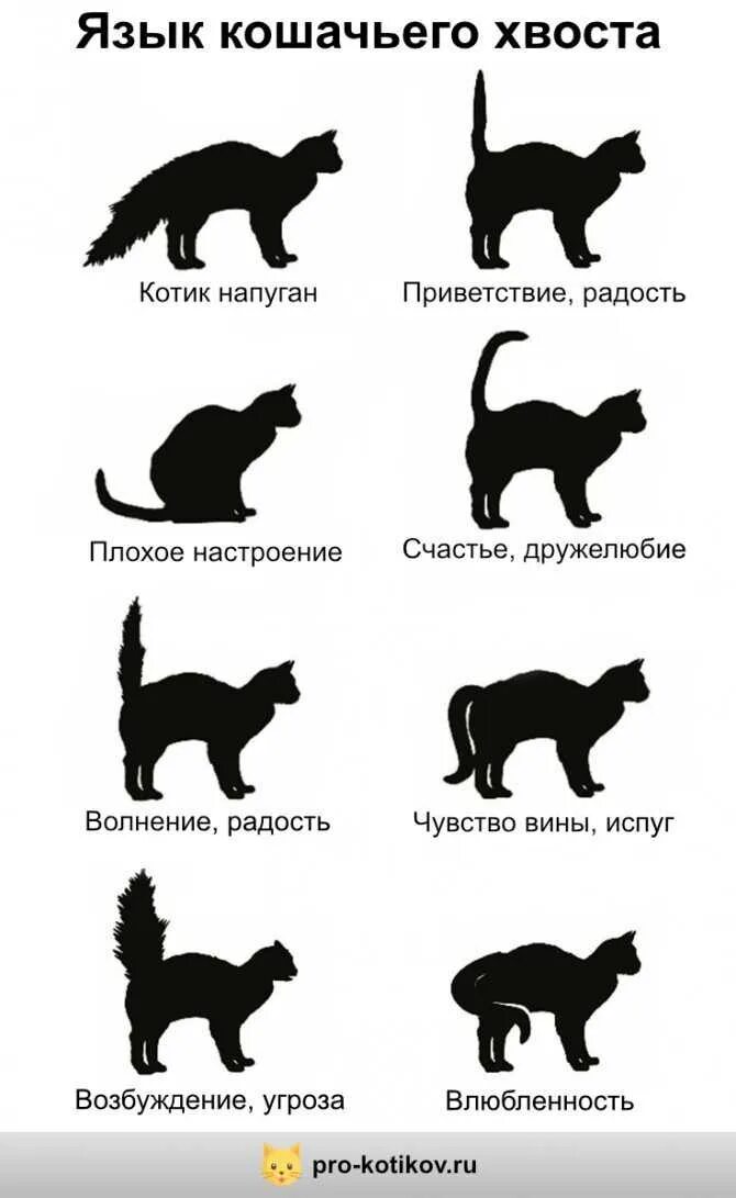 Как понять что кот умирает признаки. Как понять что кот умирает признаки