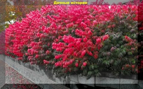 Кусты для живой изгороди быстрорастущие морозостойкие