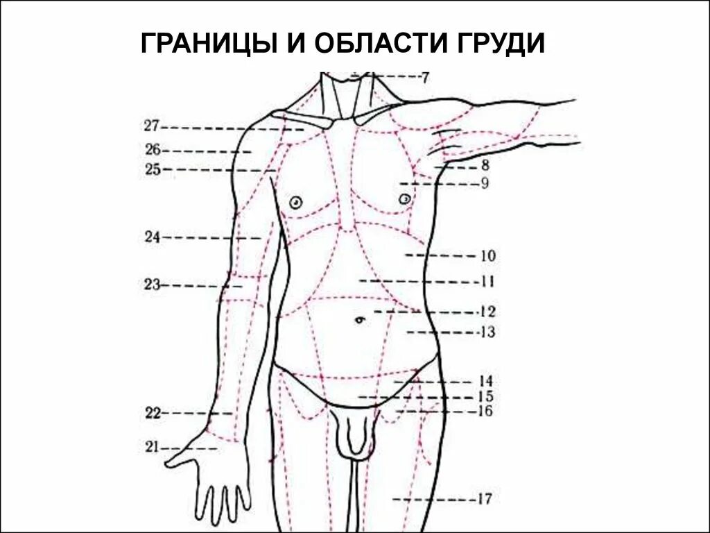 Топография области тела человека. Границы области груди. Области груди и живота. Границы груди и живота.