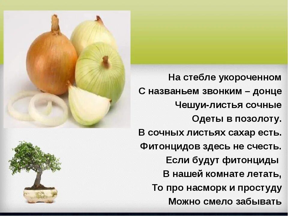 Донце это в биологии. Донце это в биологии 6 класс. Донце луковицы является:.