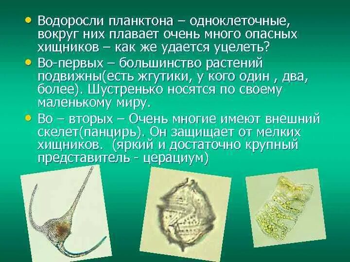 Какое количество планктона в кг. Одноклеточный фитопланктон. Планктонные водоросли представители. Планктон водоросли. Планктоны очень кратко.