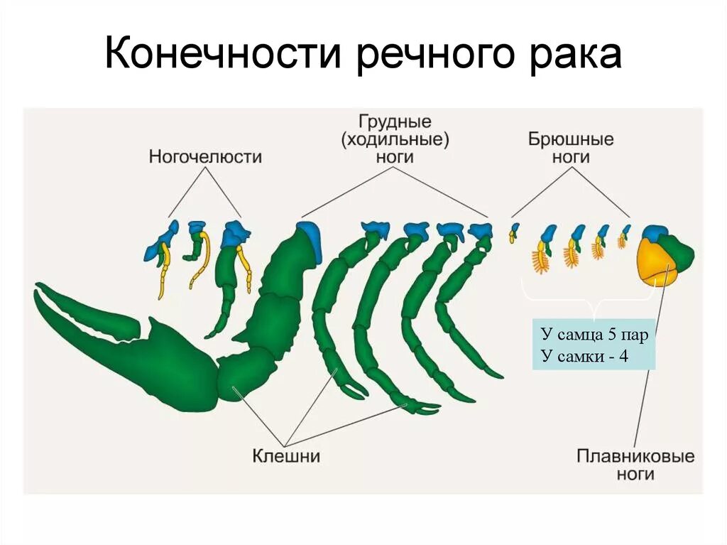 Сколько ног у рака. Строение конечностей ракообразных. Строение конечностей членистоногих. Строение ног ракообразных. Ходильные конечности ракообразных.