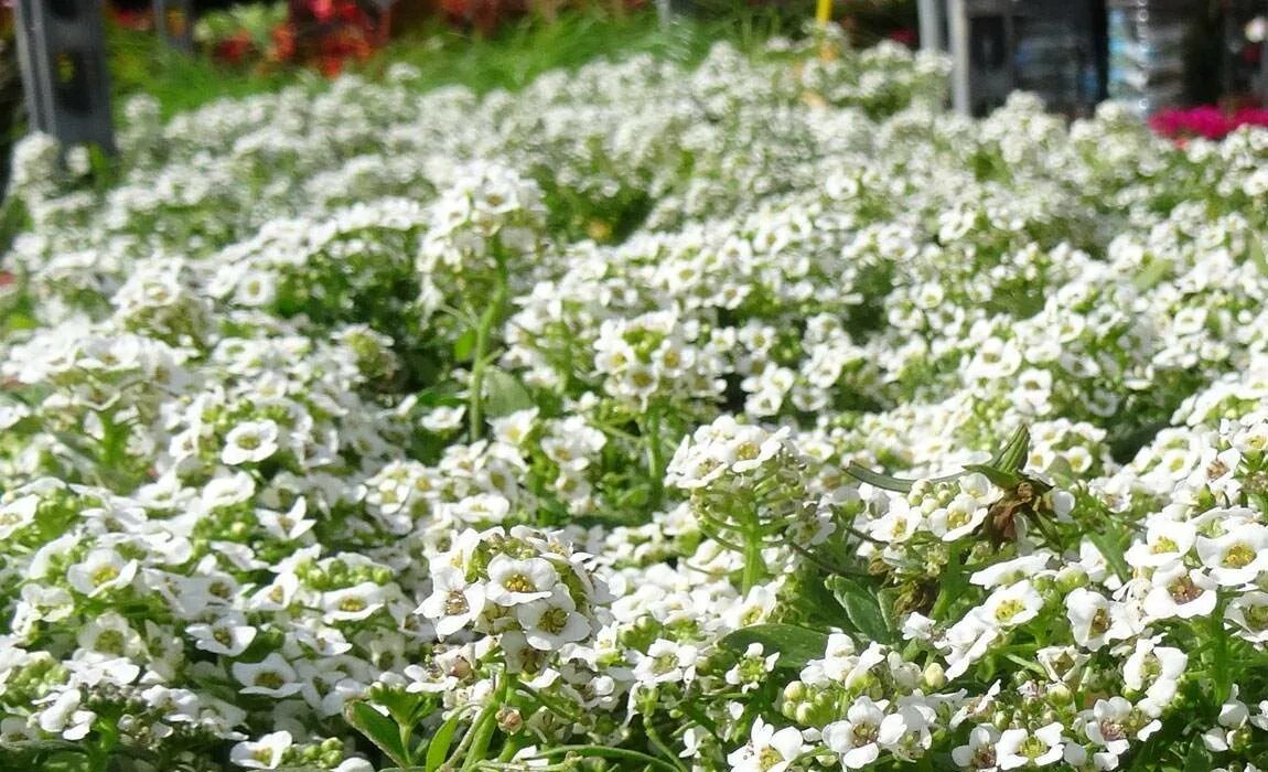 Когда садить алиссум на рассаду в сибири. Alyssum maritimum. Алиссум. Алиссум ковер-медонос. Алиссум лимонад.