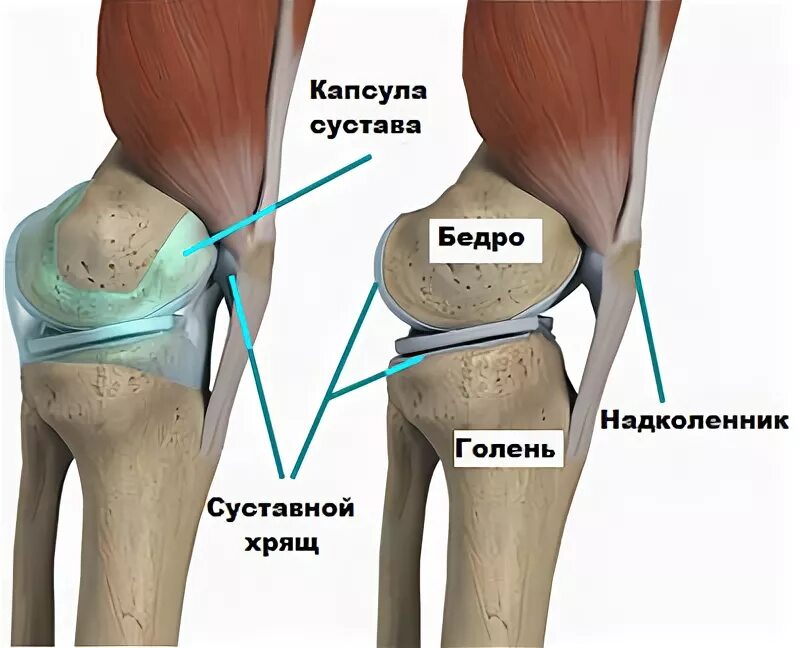 Капсула коленного сустава анатомия. Синовиальная капсула коленного сустава. Суставная капсула колена. Суставная капсулакленного сустава.