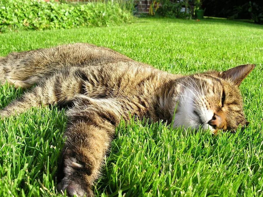 Котик летом. Кот в траве. кот лето. кот лежит на траве. кошки летом.