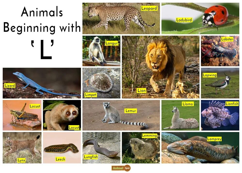 Animals w