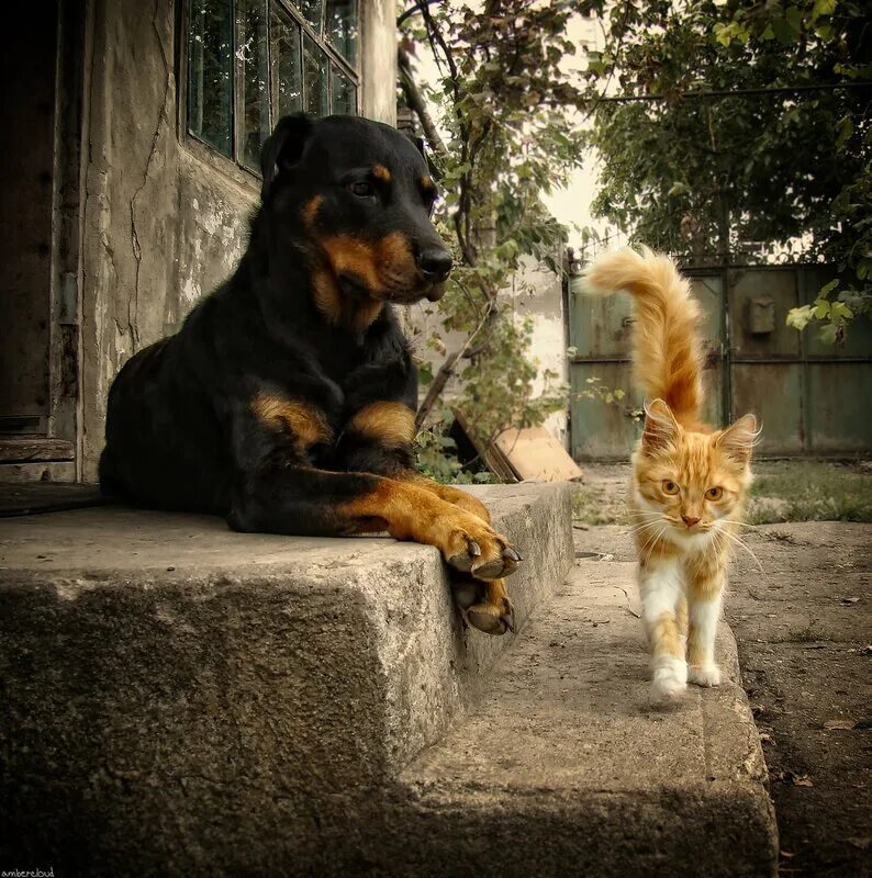 Большие собаки и кошки. Кошки и собаки. Собака и кошка осенью. Кошка и собака друзья. Пес на крыльце.