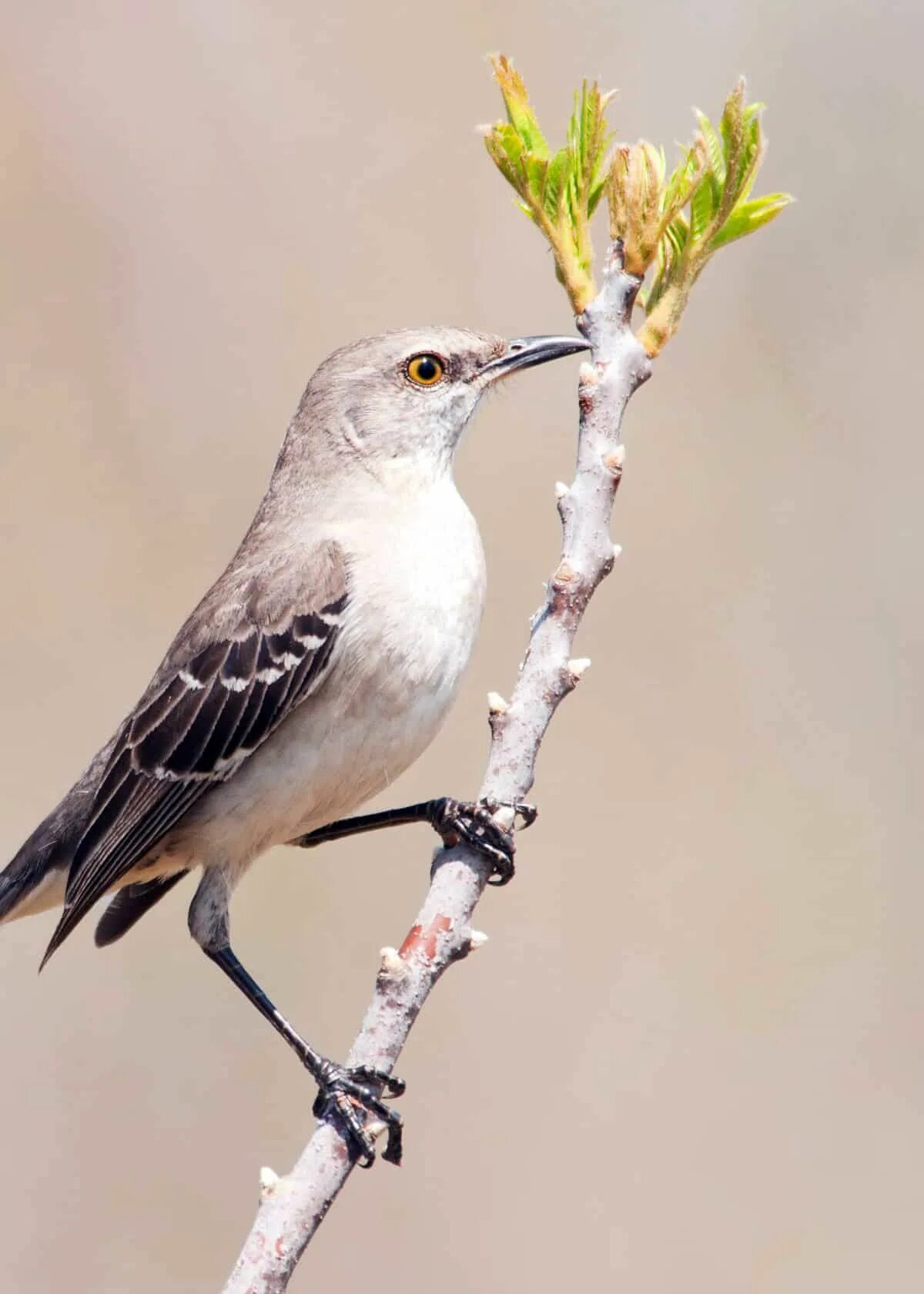 Mimus polyglottos. Northern Mockingbird. Mockingbird NVBR. Австралийский пересмешник.