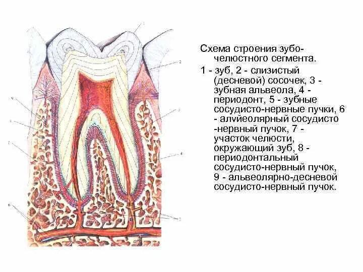 Зубы и их альвеолы. Зубы и их альвеолы
