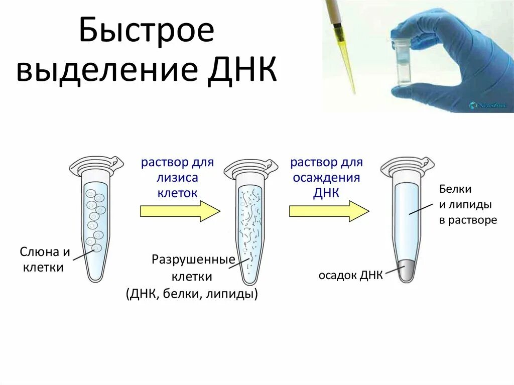 Методы выделения ДНК из животных тканей. Методы выделения ДНК из биологического материала. Протокол выделения ДНК. Выделение ДНК из буккального эпителия. Процесс выделения днк