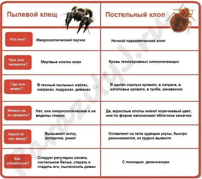 Укусы блох и клопов: как выглядят, как отличить