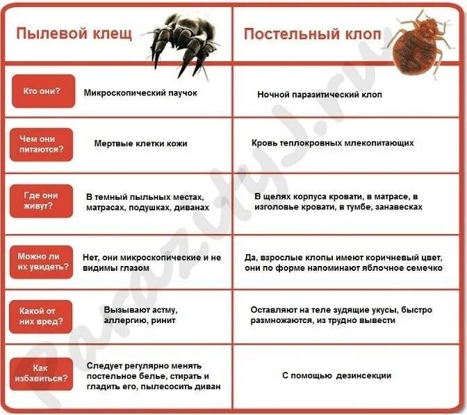 Как выглядит постельный клоп клещ. Как отличить укусы насекомых от клопов. Как отличить укусы клопов и клещей.