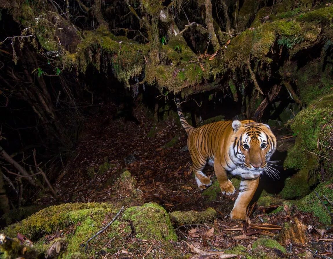 Сохранение тигров. Гималайский тигр. WWF тигр. Тигр из Wildlife. WWF фото.