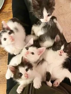 5 котиков