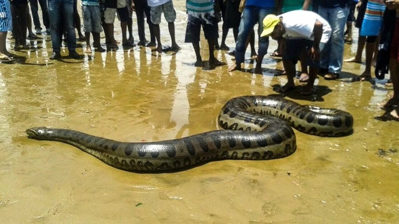 Анаконда змея. Самая большая змея в мире Анаконда. Самая большая Анаконда 41м. Самая большая змея видео