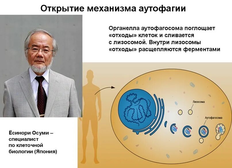 Аутофагия как правильно запустить. Аутофагия. аутофагия ёсинори осуми. механизм аутофагии. открытие механизмов аутофагии.