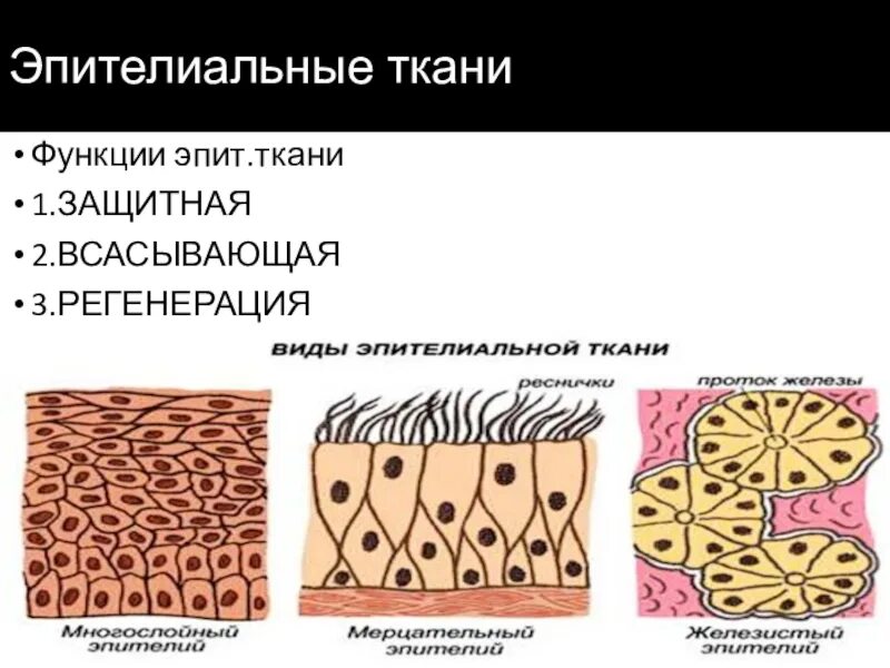 Эпителиальное строение функции. Строение эпителиальной ткани анатомия. Строение эпителиальной ткани защитной функции. Функция эпителиальной ткани 8 класс биология. Строение эпитеаьной кани.