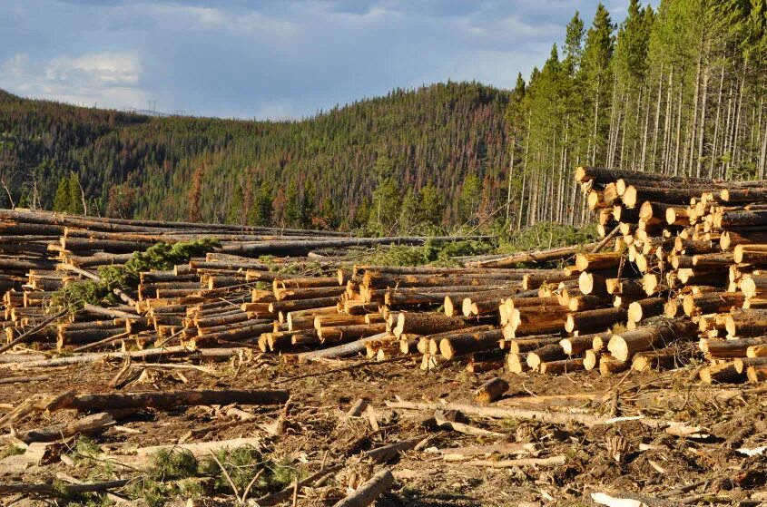 Clear cutting. Тимбер в лесу. Cut Forest. Forest Cutting. Deforestation & logging.