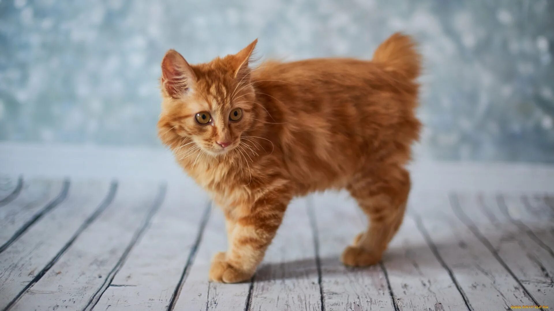 American bobtail. Кот Курильский бобтейл. Американский бобтейл кошки рыжие. Курильский бобтейл рыжий. Американский бобтейл.