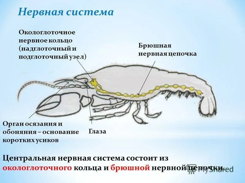 Рак брюшная нервная цепочка. Окологлоточное нервное кольцо. Нервная системка членистоногиз. Брюшная нервная цепь. Нервная система членистоногих представлена брюшной нервной цепочкой.