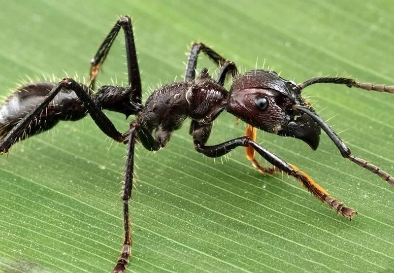 Муравей Paraponera clavata. Paraponera clavata муравей-пуля. Paraponera clavata укус. Paraponera clavata жало.