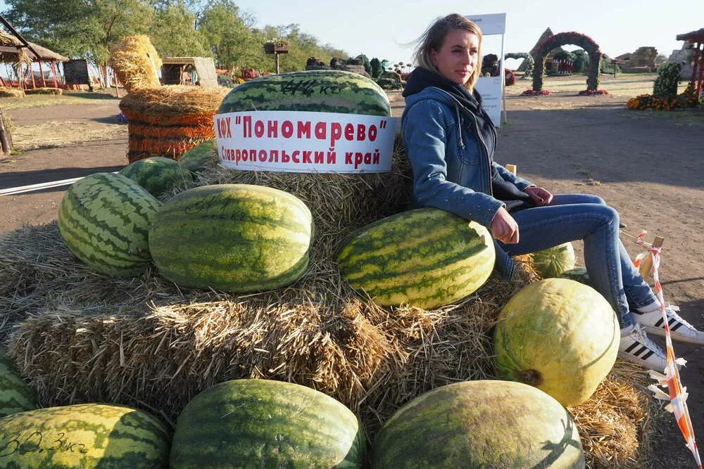 Арбуз тяжелее дыни. Самый большой Арбуз в мире. Российский Арбуз. Самый большой Арбуз в России. Самый большой Арбуз фото.