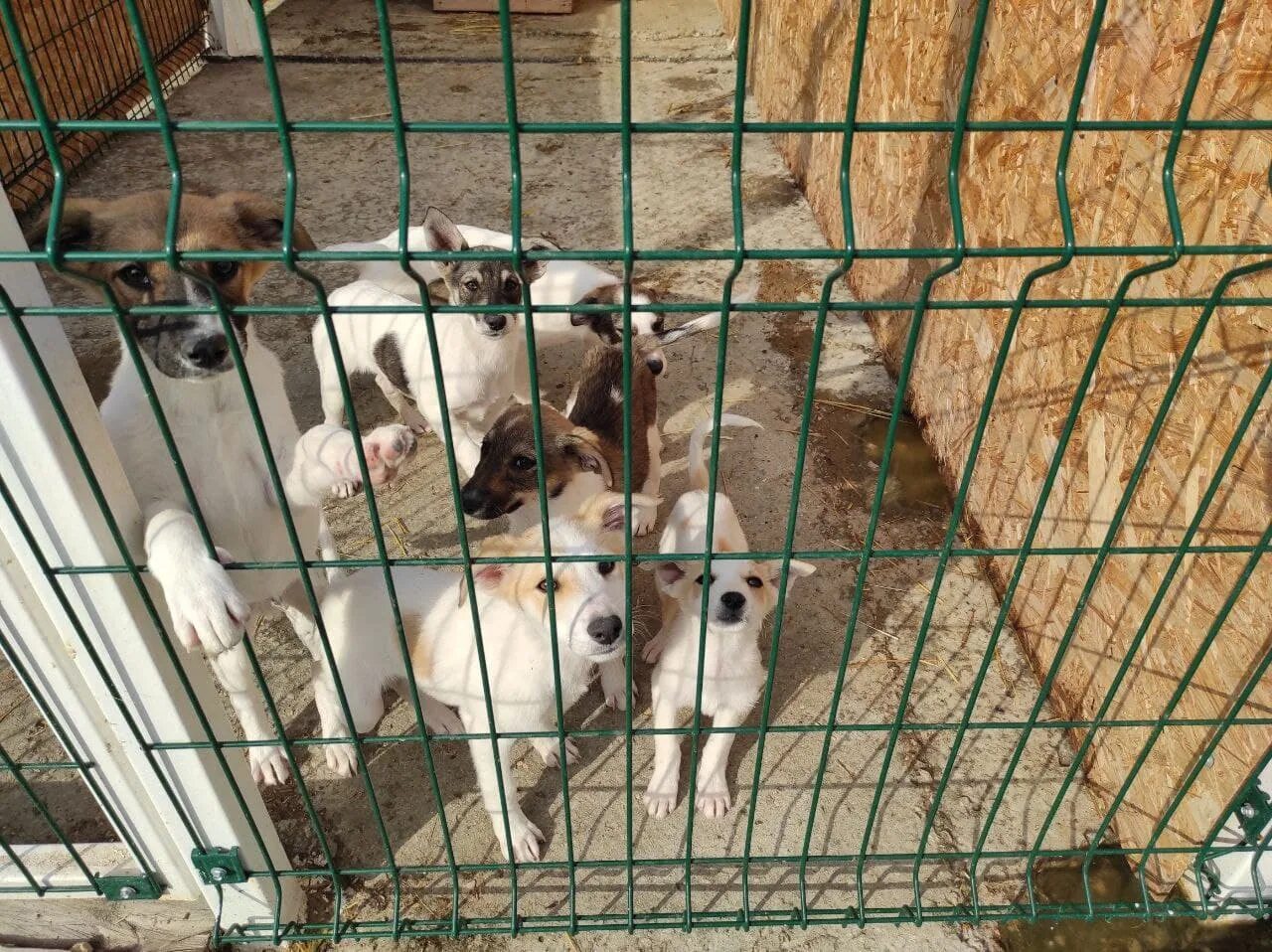 Приют для животных балаково. Частный приют для животных. Приют для собак 4 лапы. Приют для животных на балаковской. Администрация посетила приют для животных.