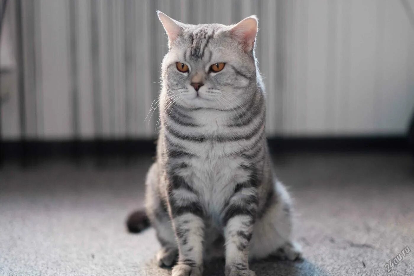 Шотландская кошка прямоухая. Скоттиш страйт кот. Голландская прямоухая кошка. Шотландские котята прямоухие