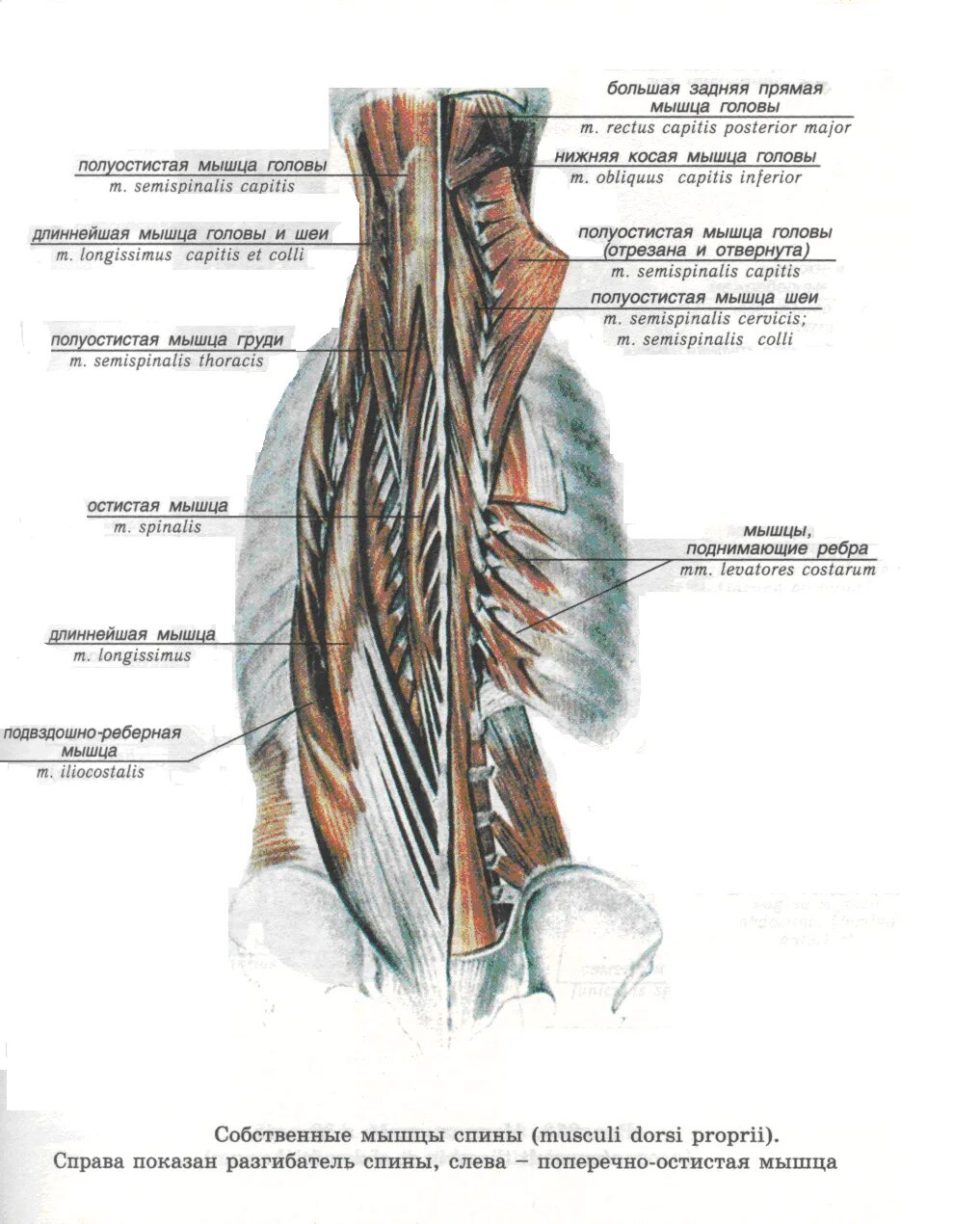 Мышцы разгибатели позвоночника. Мышцы подниматели ребер. Полуостистая мышца спины. Разгибатели спины анатомия мышцы спины.