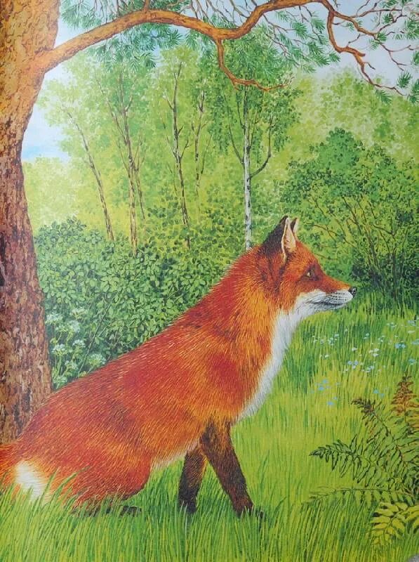 Пришвин мамин сибиряк. Пришвин лиса. "Лисья книга" (1975). Пришвин картина лиса. Большая Лисья книга.
