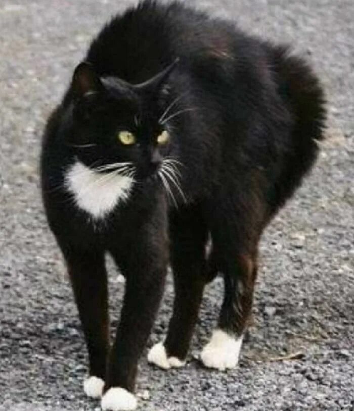Кот поджал хвост. Коты шерсть дыбом. черный кот шерсть дыбом. агрессивный кот. черный кот с выгнутой спиной.