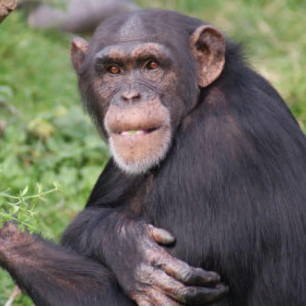 Ногти обезьяны. Шимпанзе Pan Troglodytes. Ногти шимпанзе.