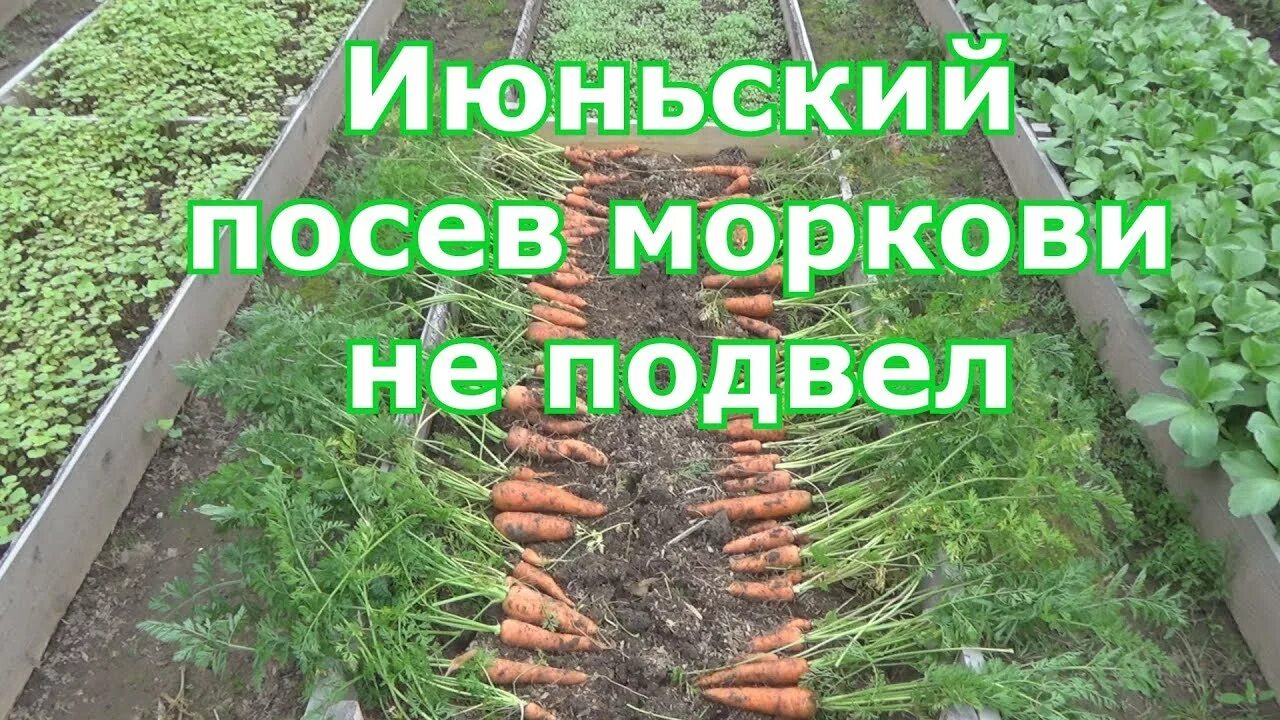 Можно ли посеять морковь. Посев моркови. Сорт моркови для посадки в июне. Посадка моркови в июне. Посев моркови в июне.