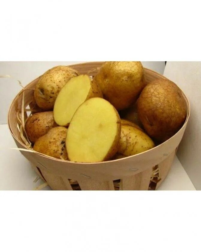 Венета картофель характеристика отзывы. Сорт картофеля Венета. Семенной картофель Винета. Сорт Венета.