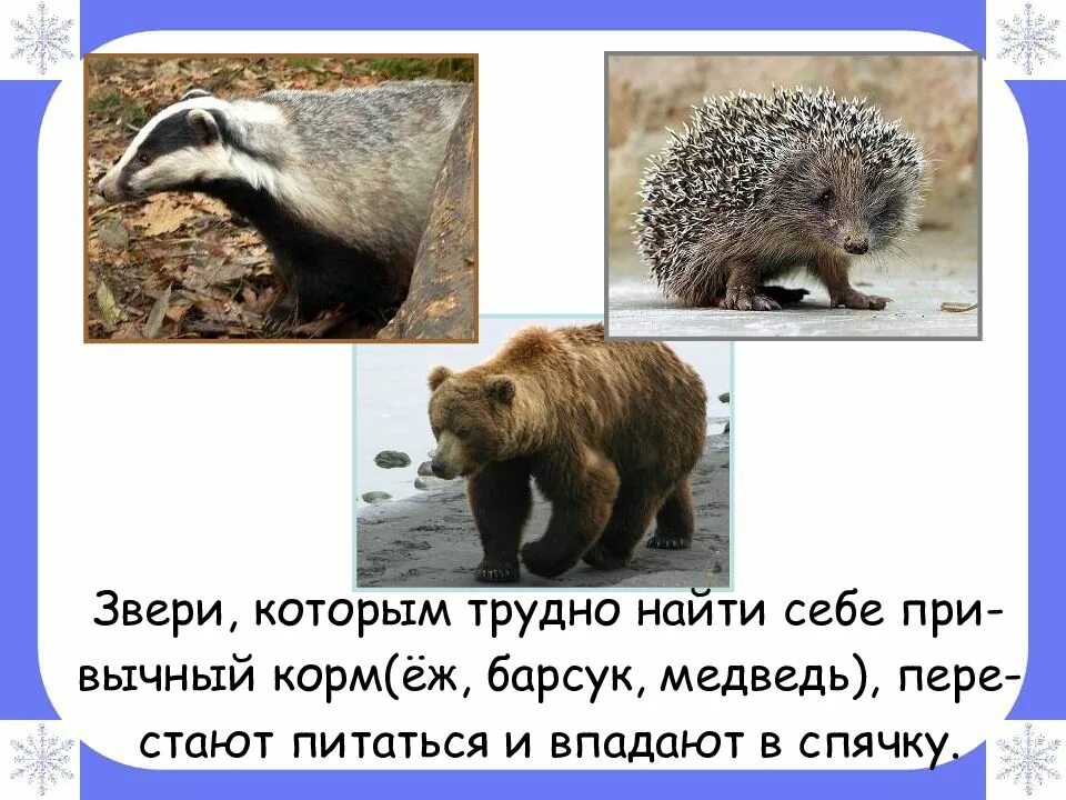 Зимой еж барсук. Медведь барсук еж в зимней спячке. животные зимойvtldtln ,fhcerb t;b. медведь еж барсук впадают в спячку. еж барсук зимой.