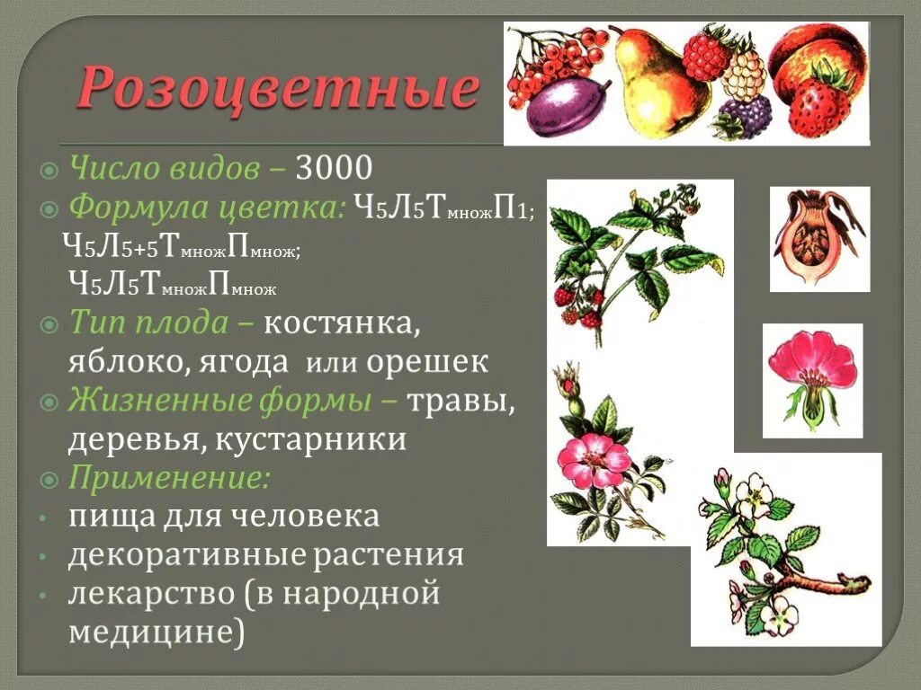 Покрытосеменные имеют плоды. Семейство Розоцветные характеристика плода. Строение плода розоцветных растений. Формула цветка семейства Розоцветные *ч5л5т&п1. Покрытосеменные Розоцветные растения.