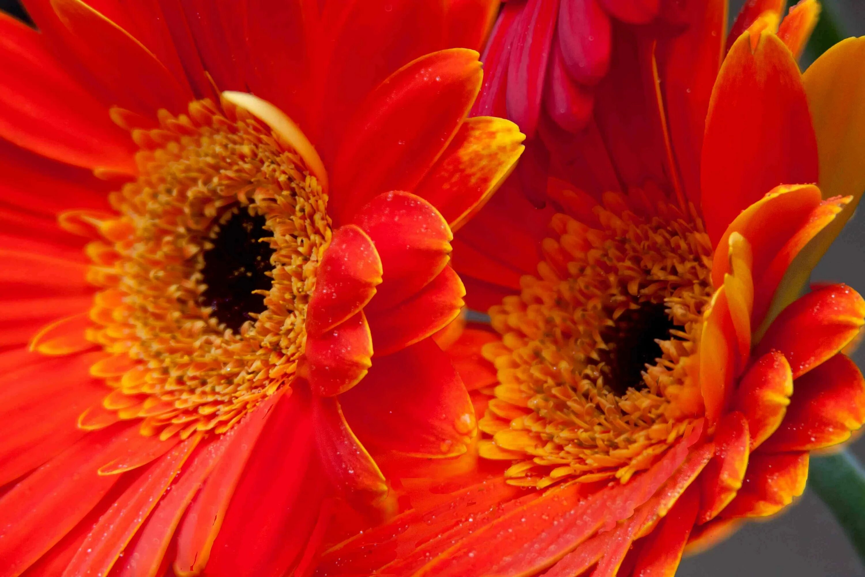 красные герберы. Orange flower гербера. яркий фон. гербера оранж. гербера альдебаран.