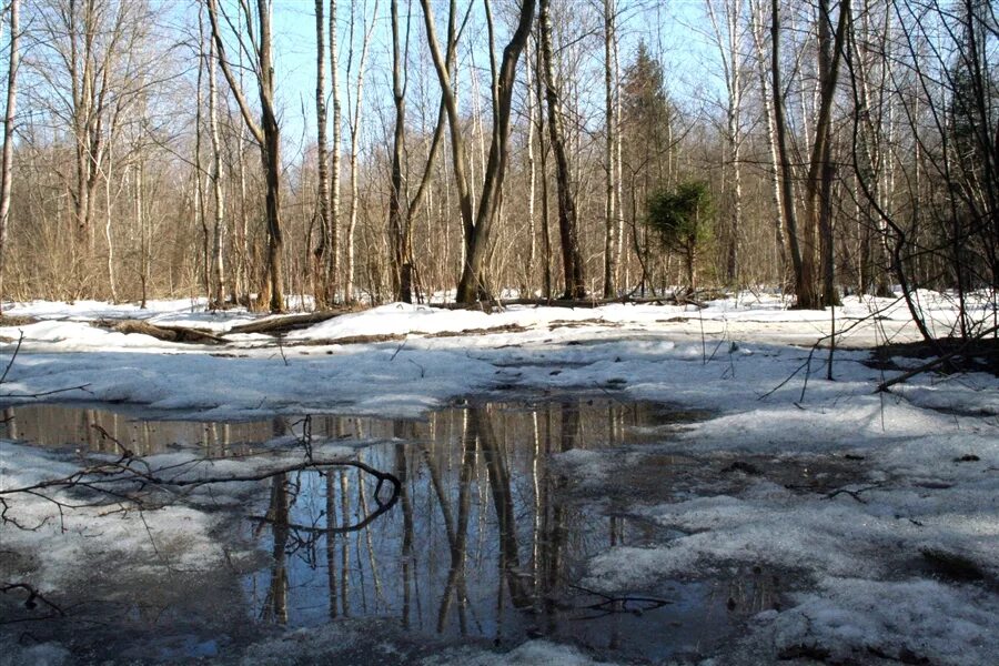 Талые воды весной. Тает снег. Тает снег весной.