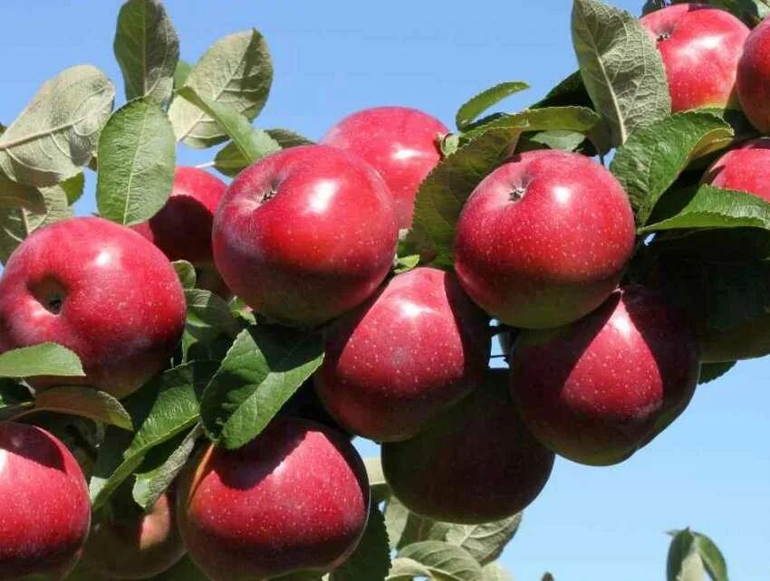 Яблоня первоуральская описание сорта отзывы. Яблоня первоуральская описание сорта отзывы