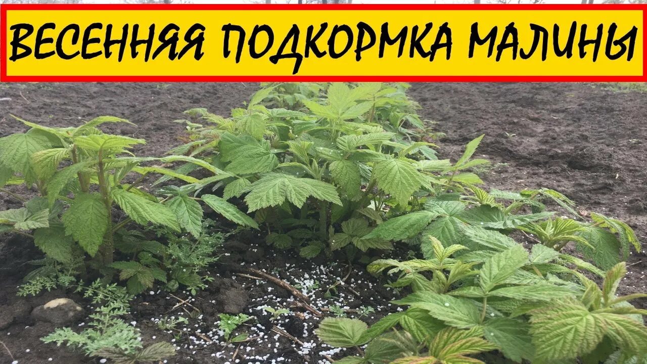 Подкормка малины. Удобрение для малины весной. Подкормка малины весной. Весенняя подкормка малины.