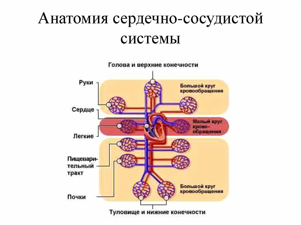 Сообщение о сердечно сосудистой системе. Структура сердечно-сосудистой системы. сердечно сосудистая система анатомия. строение сердечно сосудистой системы человека.