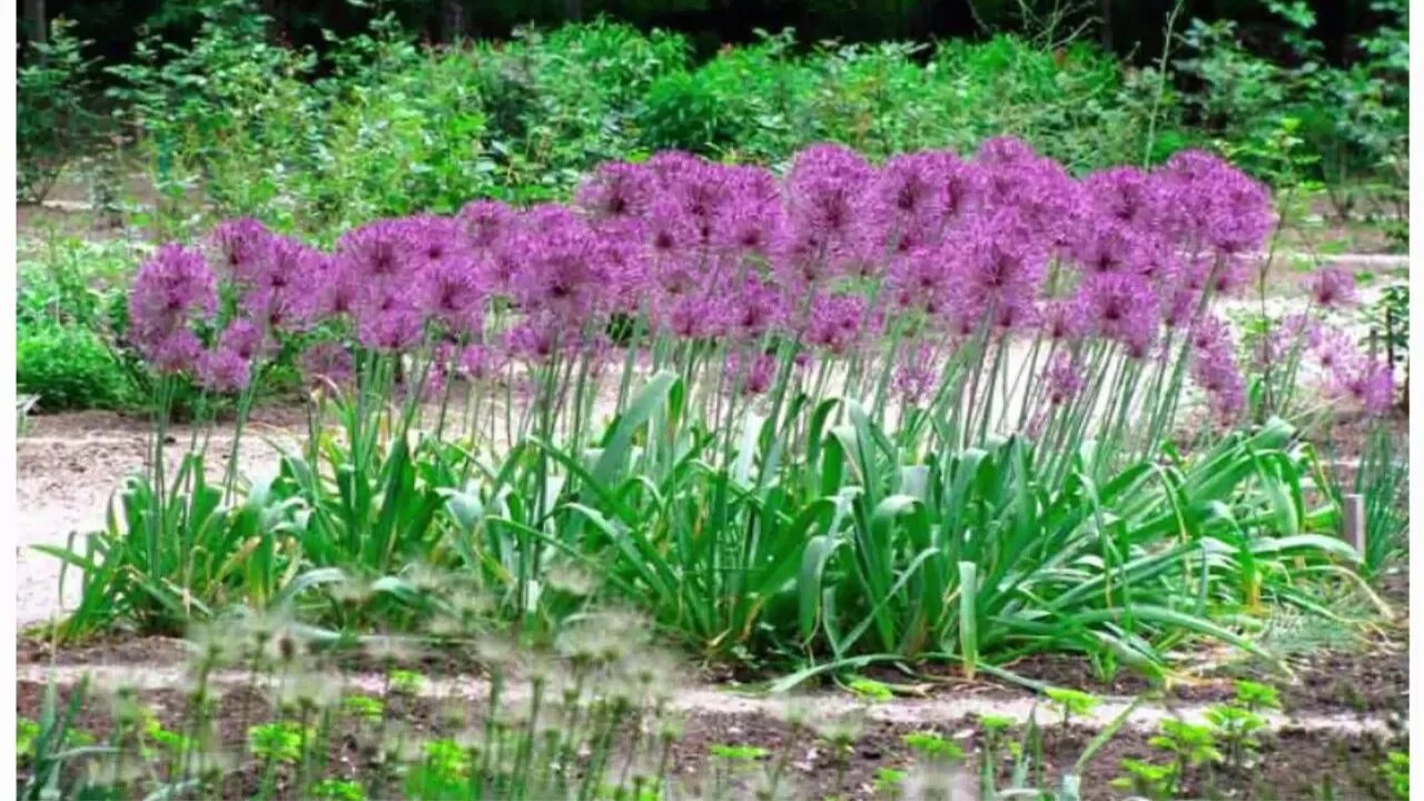 Декоративный лук посадка. Аллиум Гладиатор (Allium Gladiator). Аллиум Гладиатор размножение. Лук афлатунский. Аллиум Розеум.