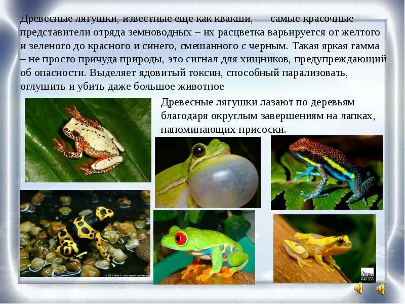 Земноводные квакша. Лягушки геншин. Отряд бесхвостые характеристика. Лягушка квакша. Лягушка квакша обыкновенная.