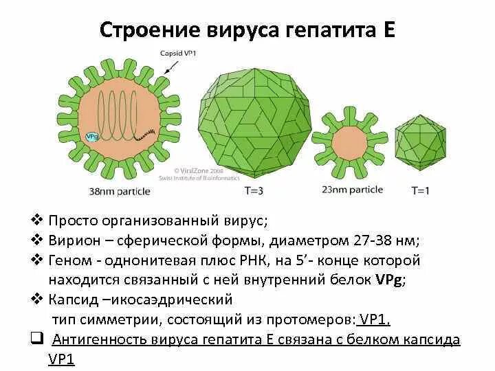 Гепатит количество вирусов. Структура вируса гепатита е. Строение вируса гепатита в. Вирус гепатита е строение. Вирусный гепатит с антигенная структура.